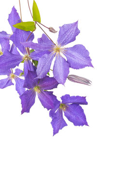 Clematis Jackmanii flowers,buds and leaves corner composition isolated transparent png