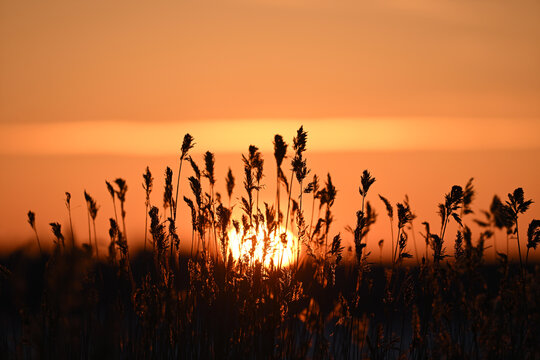 Golden sunset, Sun behind seaside grass © PetrDolejsek