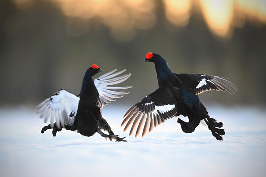 Two male Black grouse fighting at lek site in snow in sunrise gold backlit