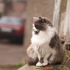 homeless cat. abandoned animal. people, please be kind. adopt an animal.big fluffy gray cat with white spots.
