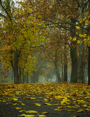 autumn Park. alley in the fog, yellow leaves. a person walking in the distance. autumn melancholy.