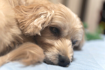 Naklejka na ściany i meble 眠くてたまらないアプリコットの小型犬【マルプー】
