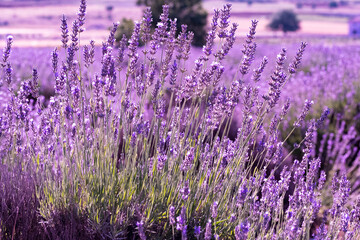 sunrise in violet lavender field ısparta