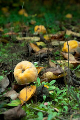 quince. autumn is harvest time. quince on the ground. background.