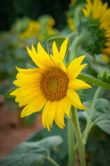 Single blooming sunflower