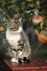Naklejka na ściany i meble Photo of a beautiful domestic cat near an apple tree.