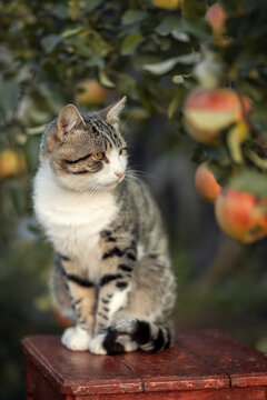 Photo of a beautiful domestic cat near an apple tree.