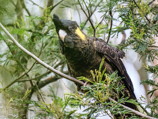  Angled Cockatoo