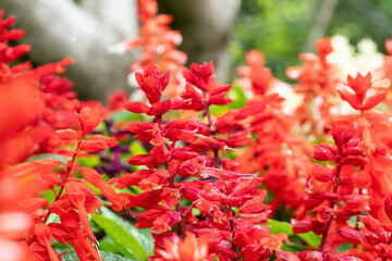 Salvia splendens Scarlet sage flowers in a full bloom in the garden