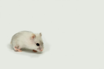 A small, white hamster on a light background. A baby hamster. A pet