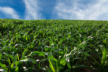 Green landscape with young corn plants