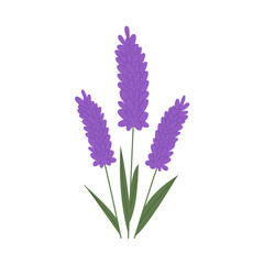 Obraz premium Bunch of lavender flowers