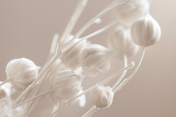 Beautiful romantic lovely wedding dried flowers with neutral beige blur background macro
