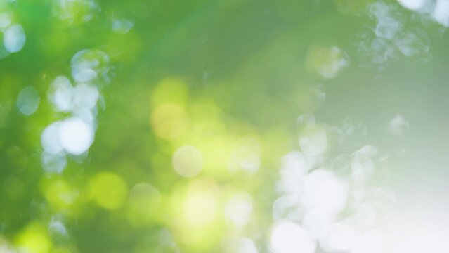Bokeh light from the sun through the leaves. Environment ecology or greenery. Blur.