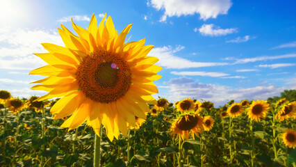 sunflower agriculture field and blue sky, beautiful nature, summer landscape and bright sun