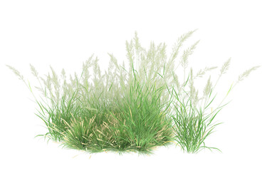 Grass on transparent background. 3d rendering - illustration