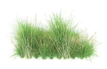 Grass on transparent background. 3d rendering - illustration
