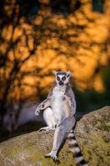 Fototapeta premium lemur catta in the nature park
