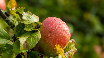 Red apple with raindrops on branch with green leaves in autumn morning