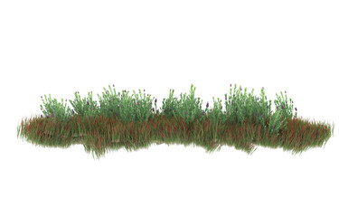 Grass on transparent background. 3d rendering - illustration