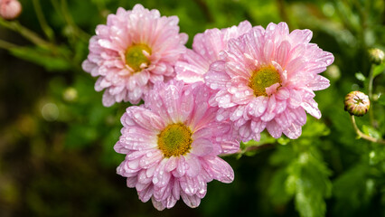 Obraz premium Three powder pink dahlia flowers with raindrops planted in the garden.