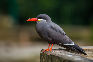 larosterna inca bird in nature park