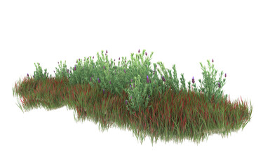 Grass on transparent background. 3d rendering - illustration