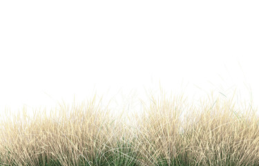 Grass on transparent background. 3d rendering - illustration