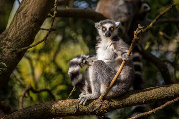 Fototapeta premium lemur catta in the nature park