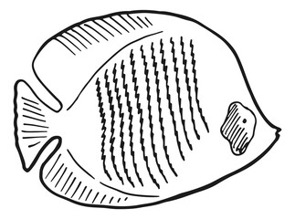 Fish sketch. Flat flounder in hand drawn style