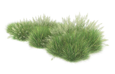Grass on transparent background. 3d rendering - illustration