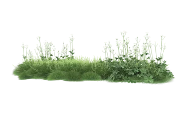 Fotobehang Grass on transparent background. 3d rendering - illustration © Cristian