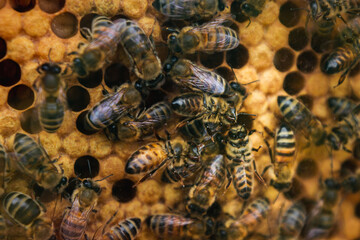 Close up of bees in hive / honeycomb