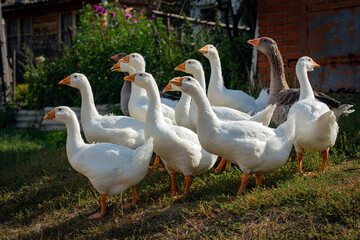 White and gray geese are walking in the village .