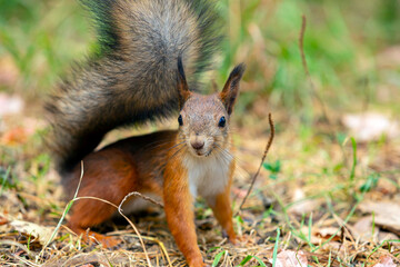 Funny squirrel in the autumn forest.