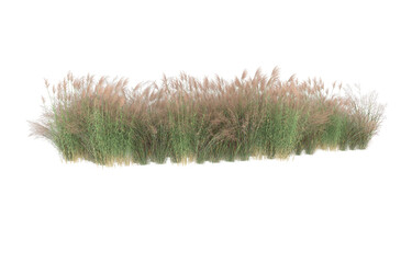 Grass on transparent background. 3d rendering - illustration