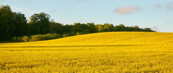 Blooming rapeseed field and forest at sunset. Summer day. Clear blue sky. Rural landscape. Agriculture, biotechnology, fuel, food industry, alternative energy, nature