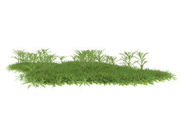 Grass on transparent background. 3d rendering - illustration