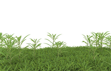 Grass on transparent background. 3d rendering - illustration