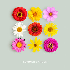 Daisy summer flowers color card.