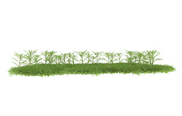Grass on transparent background. 3d rendering - illustration