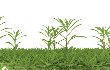 Fototapeta premium Grass on transparent background. 3d rendering - illustration