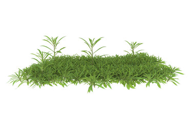 Grass on transparent background. 3d rendering - illustration