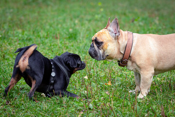 Petit Brabancon and a French bulldog play on a green field