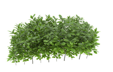 Grass on transparent background. 3d rendering - illustration