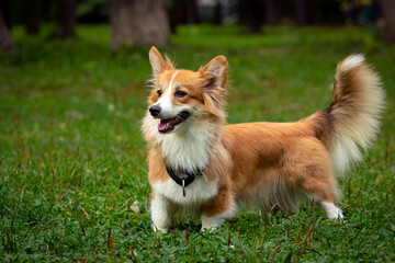 Corgi dog on a green field. Close-up