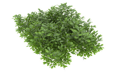 Obraz premium Grass on transparent background. 3d rendering - illustration