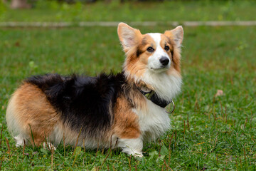  Corgi dog on a green field. Close-up