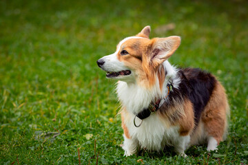  Corgi dog on a green field. Close-up