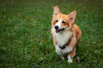Corgi dog on a green field. Close-up